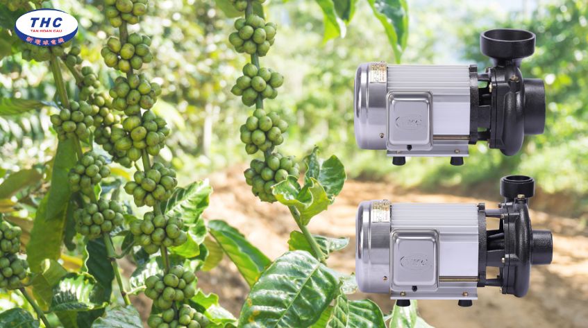 Cách chọn máy bơm nước tưới cà phê phù hợp