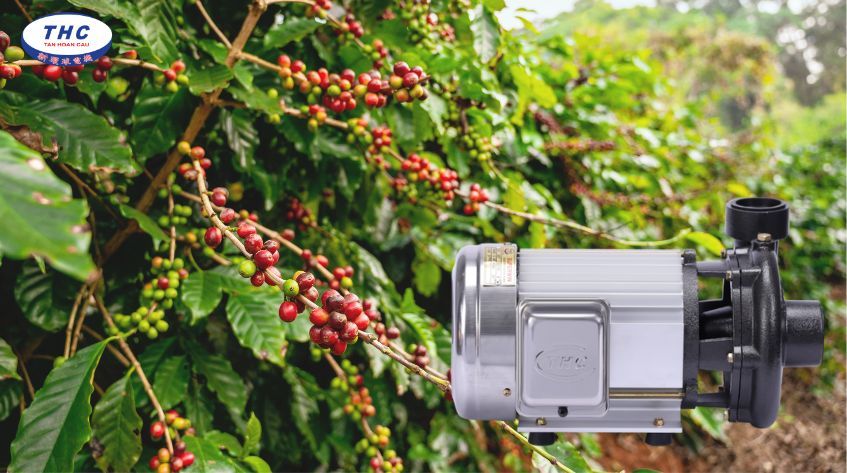Máy bơm nước tưới cà phê là gì?