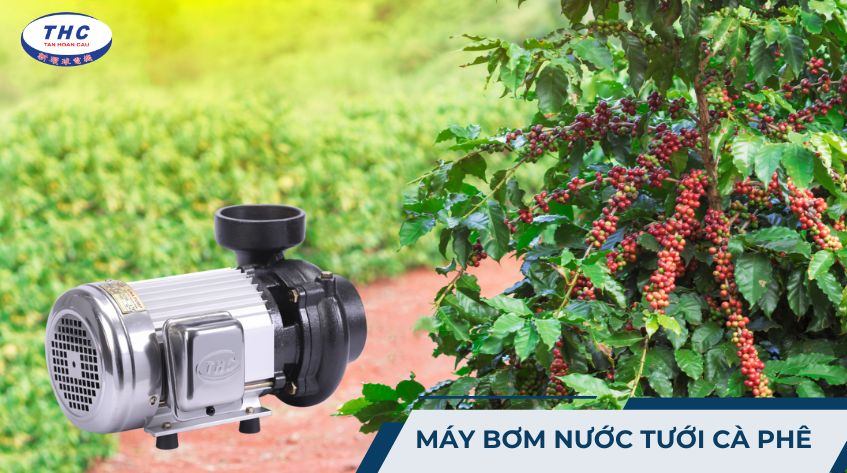 Máy bơm nước tưới cà phê