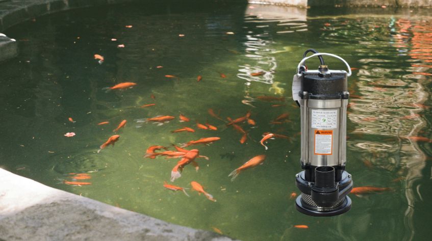 bơm nước thủy hải sản